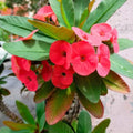 Assorted Euphorbia Crown of Thorns Live Plant, Hardy Perennial Succulent Indoor Outdoor Planting in 4 Inch Pot (Red Blooms)