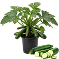 Green Summer Squash Live Plant in 4 Inch Pot, 4-6" Tall Zucchini