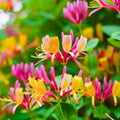 Honeysuckle Plant Live for Planting, Lonicera Honeysuckle Vine, Very Hardy, in 2.5 Inc Pot, Fragrant Pink Yellow Bloom