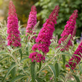 Potted Butterfly Bush Live Plant, 5-9" in Tall, Cold Hardy, Spring Outdoor PlantingBlooms Summer to Fall, Dormant in Winter (Dark Red Buddleia Plant)