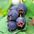 Serviceberry Live Plant, Berry Bush Plant, 1-2 Ft Tall