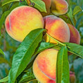 Peach Tree Live Plant, Outdoor Garden Fruit Tree, 1-2 Ft Tall