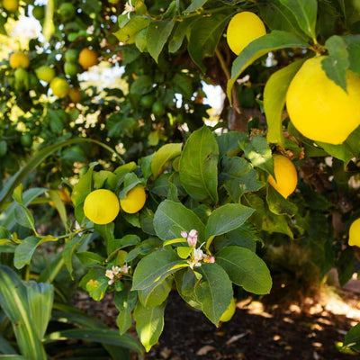 3 Meyer Lemon Trees Live Plants in 4'' Pot, Fragrant Citrus Tree, Hardy and High-Yielding Meyer Lemon Plant for Indoor Outdoor Growing, Ready to Grow, 2-3 Inch Tall
