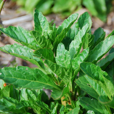 Epazote Herb Plant in 4'' Pot, Starter Epazote Plant Live for Planting Outdoor, Perennial Herbs for Garden