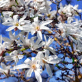 Magnolia Tree Live Plant, Magnolia Flowers Bush, 6-12 Inches Tall, in Pot, Fragrant Magnolia Shrub Ready to Grow (Star Magnolia)