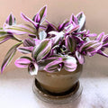 Tradescantia Plant, Nanouk Wandering Jew Plant Live in 2.5 Inches Pot, Live House Plant