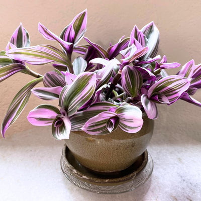 Tradescantia Plant, Nanouk Wandering Jew Plant Live in 2.5 Inches Pot, Live House Plant