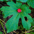 20 Goldenseal Plants Roots, Perennial Goldenseal Flower Bare Roots for Planting Indoor Outdoor