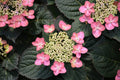 Pink to Blue Hydrangea Bush Plant Tree Live Shrub, 5-12" Starter Plant Hydrange Tree Plants, Dormant No Leaf in Winter, Cold Hardy Temperate