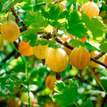 Sweet Gooseberry Plant Live, Gooseberry Bush Live Plant 5 to 9 Inch Tall, Gooseberry Fruit Tree