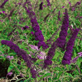 Potted Butterfly Bush Live Plant, 5-9" in Tall, Cold Hardy, Spring Outdoor PlantingBlooms Summer to Fall, Dormant in Winter (Violet Buddleia Plant)