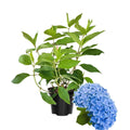 Blue Hydrangea Bush Plant Hydrangea Plant, 6 to 8 Inches Long, Live Hydrangea Shrub Plant in 2.5 Inc Pot