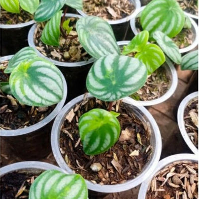 Peperomia Live Plant in 4'' Pot, Peperomia Watermelon Live Plant, 4-6 Inc Tall, Live Houseplant for Home and Office Decoration