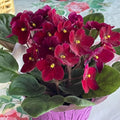 African Violet Live Plant in 4 Inch Pot, Flowering Houseplant, Easy Care Indoor Plant with Vibrant Blooms (Red African Violet)