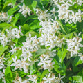 Star Jasmine Live Plant, 2 Blooming Jasmine Plants Live, 5 to 7 Inc Height