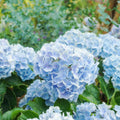 Winter Hardy Pink Shades to Blue Purple Hydrangea Bush Tree Live Shrub Plant, 6-12" Blue to Smooth Pink to Purple Blooms, Established Roots, Dormant, No Leaf