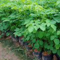 2 Moringa Drumstick Trees Plants Live, Malunggay Well-Rooted, 6 to 8 Inches Tall, Horseradish Tree, Moringa Oleifera