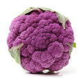 Cauliflower Plant in 4" Pot, Vegetable Cauliflower Live Plant Potted for Planting (Purple Cauliflower)