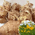 5 Jerusalem Artichoke Live Tubers, Sunchoke Bulbs for Planting Gardening Indoor Outdoor