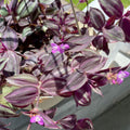 Purple Red Wandering Jew Plant, Tradescantia Plant, Wandering Jew Live Plant with 2.5 Inc Pot, Wandering Jew Live Plant Small