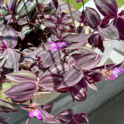 Purple Red Wandering Jew Plant, Tradescantia Plant, Wandering Jew Live Plant with 2.5 Inc Pot, Wandering Jew Live Plant Small