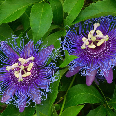 Purple Passion Flower Plant, Passion Flower Vine Perennial for Outdoor Garden, 4 Inc Pot