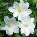 White Clematis Vine Plant Live for Planting, Clematis Plant Live in 2.5 Inches Pot, Clematis Flowers Perennial