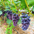 Grape Vine Live Plant 1-2 Year Old, Sweet Grape Plant Live for Growing, Grape Fruit Well Rooted Plant Bareroot (Concord Grape)