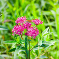 Set 3 Milkweed Plants Live, Pink Milkweed Flower Live Plant for Outdoor Indoor Gardening, Well Rooted, 4''