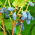 Honeyberry Haskap Live Plant, 4-8" Inch Tall, Honeyberry Plant Live, Cold Hardy Berry Plant for Outdoor Garden and Landscape, No Pot