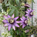 2 Abundant Bloom Lavender Passion Flower Plants Live, Passiflora Live Plant for Trailing, Climbing Trellis Outdoor, 5-9" in Tall, Perennial, Fragrant