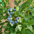 Duke Blueberry Plant Live for Planting, Blueberry Bushes for Planting, 4"-7" Cold Hardy Blueberries Southern Highbush