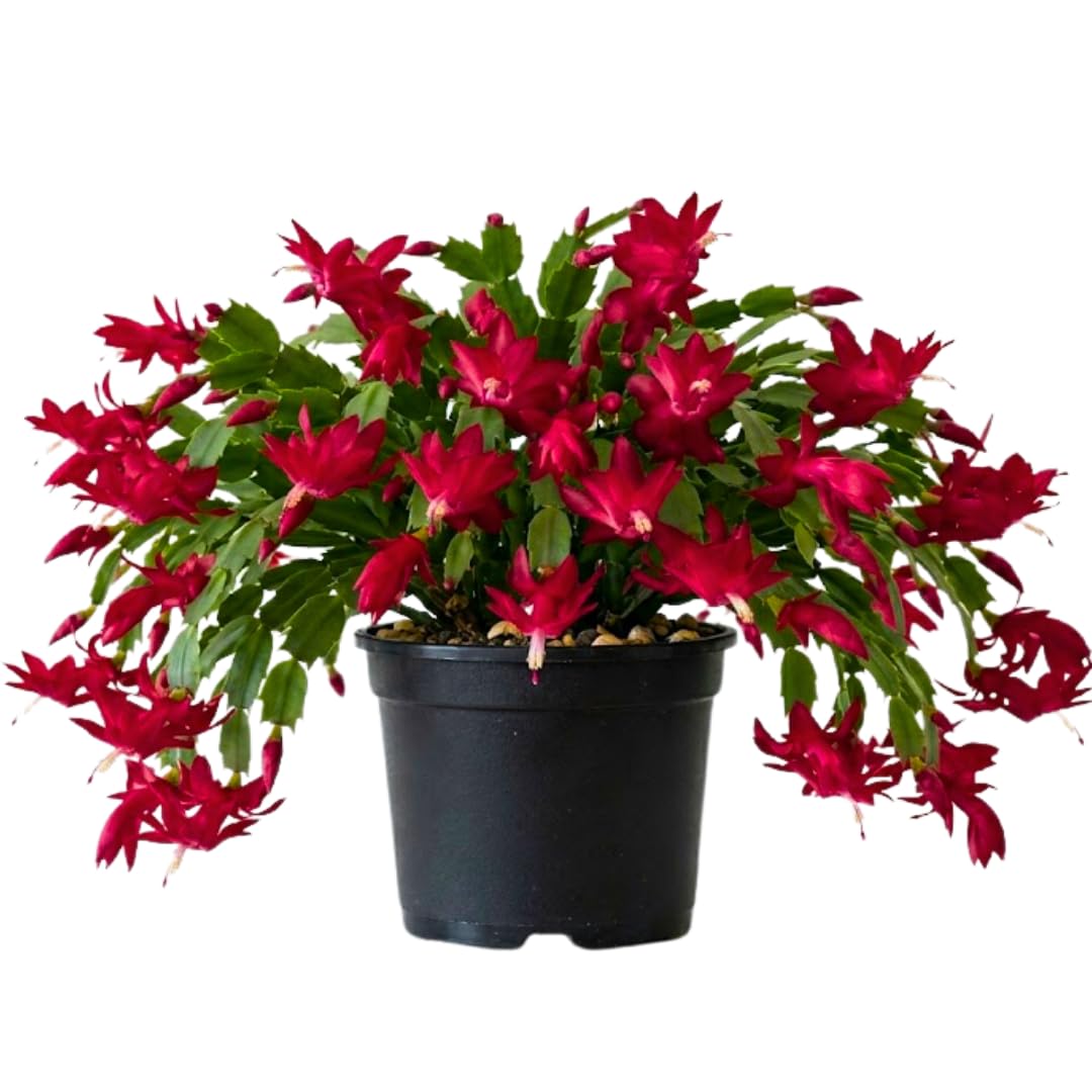 Red Christmas Holiday Cactus Live Plant, Tropical Houseplant