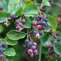 Serviceberry Live Plant, Berry Bush Plant, 1-2 Ft Tall