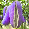 Akebia Quinata Chocolate Vine Plant, Perennial Flower Climbing Vines, Hardy Akebia Quinata Live Plant in 2.5'' Pot, 3-4 Inch Tall, Rare Edible Fruit Tree