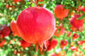 Pack 2 Pomegranate Trees Live Plants Starter from 5 to 10 Inch Tall, Pomegranate Fruit Tree Houseplant Outdoors, Ready to Plant