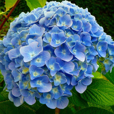 Well-Rooted Hydrangea Live Plant in 2.5 Inch Pot, Hydrangea Tree Shrub Bush Perennial Outdoor Planting (Blue Bigleaf)