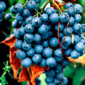 Seedless Grape Vine Live Plant for Planting, 6-10" Potted, Cold Hardy, Spring Fast-Growing and High Yielding (Large Blue-Black Grapes Variety)