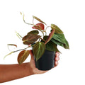 Philodendron Plant in 4 Inch Pot, Tropical Indoor Houseplant, Easy Care Foliage Plant for Home, Office, or Patio (Velvet Philodendron)
