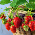10 Ozark Strawberry Roots Plants Live for Planting, Hardy Everbearing Strawberry Fragrant Strawberries Plant, Large Sweet Fruit