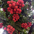 Lychee Fruit Tree, Lychee Tree Live Plant, 4 Inc Pot