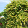 Fragrant Yellow White Climbing Honeysuckle Plant Live Vine, Lonicera Perennial Honeysuckle Plants Bushes Shrubs, 5-10 Inc Tall