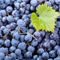Seedless Grape Vine Live Plant for Planting, 6-10" Potted, Cold Hardy, Spring Fast-Growing and High Yielding (Large Blue-Black Grapes Variety)