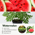 Watermelon Plant, Red Watermelon Plants Live, 4-6 Inches Tall, Fast Growing and Sweet Fruit for Outdoor Gardening or Backyard, 2 Plant Per Pot
