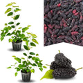 02 Mulberry Trees Live Plants, Spring Planting 4-8 Inch Tall, High-yiedling and Fast-Growing Trees, Outdoor Growing