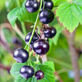 Black Currant Live Plant, 4-7 Inch Tal Potted Berry Plant - Edible Fruit Shrub for Garden, Patio, and Container Growing