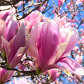 Jane Magnolia Tree Live Plant, Magnolia Plant Live 6 to 12 Inches Tall, in 2.5 Inches Pot, Pink Magnolia Bush Fragrant Magnolia Flowers