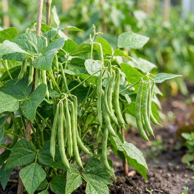 2 Bush Bean Plants Live, Green Bean Plant Live for Planting, 3-5 Inc Tall
