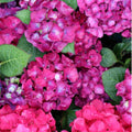 Hydrangea Live Plant in 2.5 Inc Pot, Hydrangea Tree Shrub Bush Perennial Outdoor Planting, Change Color Each Season (Ruby Red Pink)