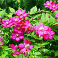 Red Clematis Vine Plant Live for Planting, Red Velvet Fragrant Clematis Plant Live in 2.5 Inches Pot, Clematis Flowers Perennial